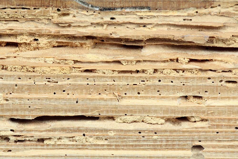 Termite damage on wood seen while preforming home inspection services